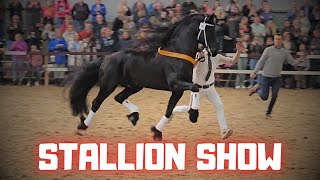 Stallion show. With the world's best approved KFPS breeding stallions. | Friesian Horses