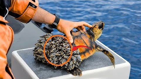 Barnacles getting removed from a sea turtle | Animal Rescue