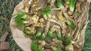 Http://www.learn-how-to-garden.comthis film shows you what to do with
horseradish!