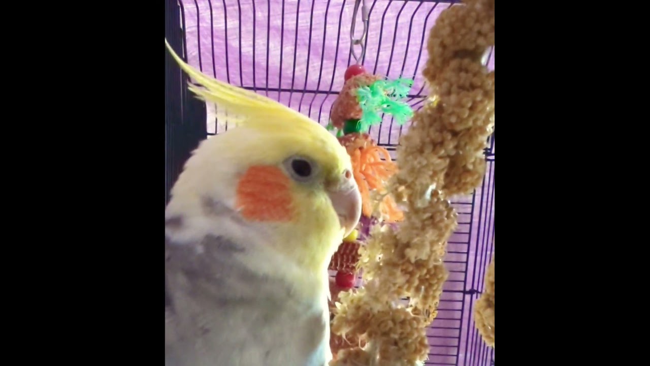 Gentle Cockatiel Calls Lovingly n Waits for a Response..(and Gets It👍❤️)..
