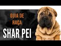 SHAR PEI - Tudo sobre a raça