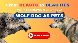Challenges of Having a Wolf Hybrid as a Pet by Pets Pine 460 views 4 months ago 1 minute, 55 seconds
