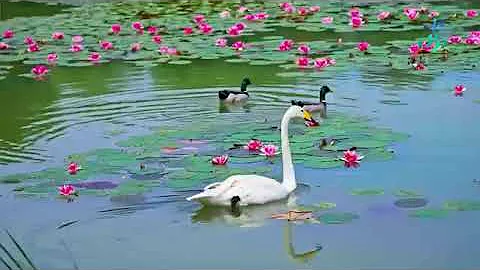 Monet’s Garden in Jiangsu,China——Yanque Lake - DayDayNews