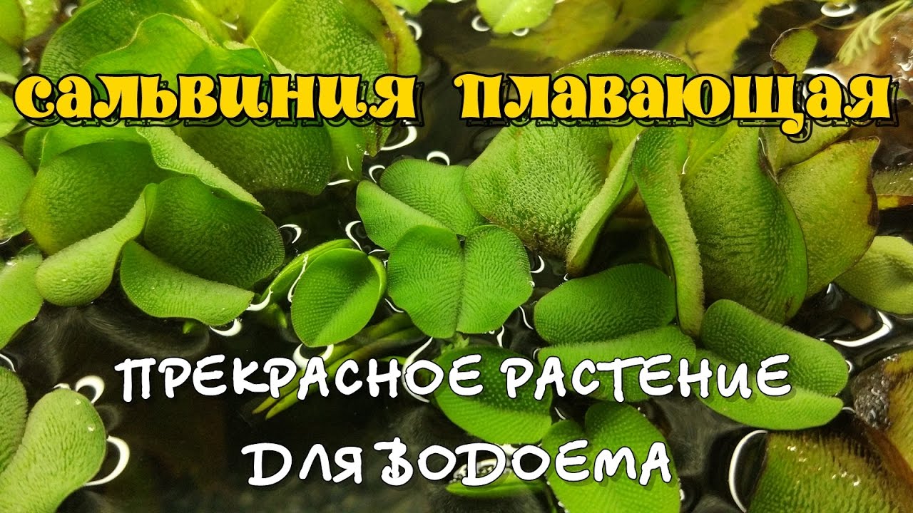 Красивое плавающее растение Сальвиния в пруду, для садового пруда - Salvinia natans