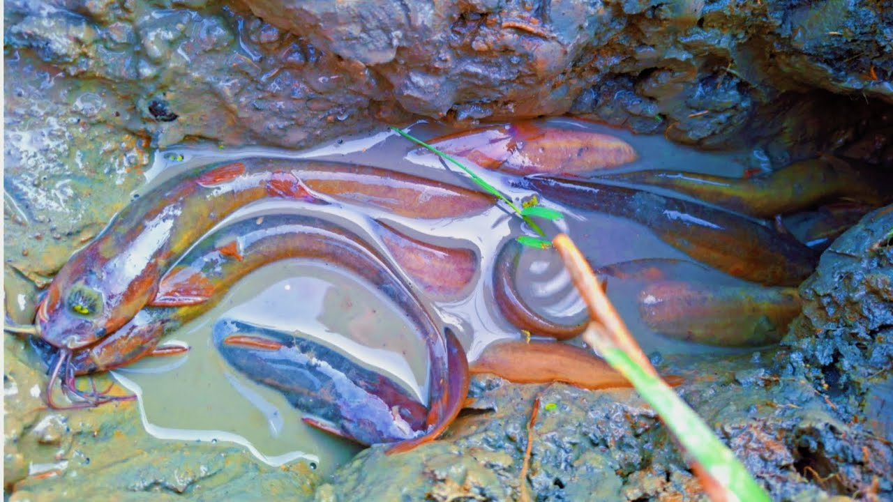 খাল-বিলের পুরোনো গর্তে কিভাবে শিং মাছ লুকিয়ে থাকে দেখুন|😮Amazing Village Fishing🐟😮