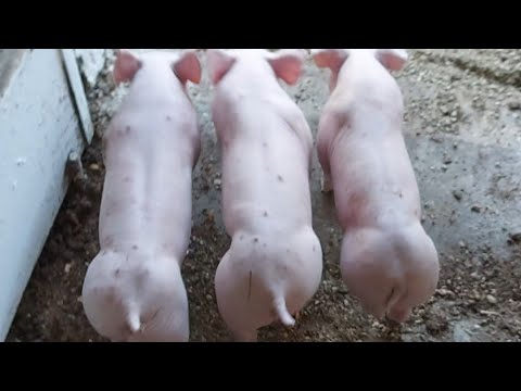 поросята от Юльки