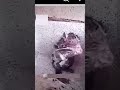 #mouse#funny#comedyshorts