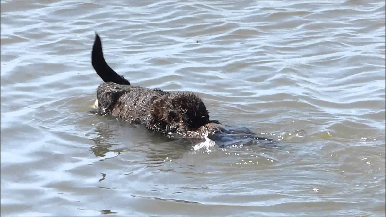 Adorable  baby California sea otter nursing and playing with her mom at Moss Landing on Sep 9, 2015