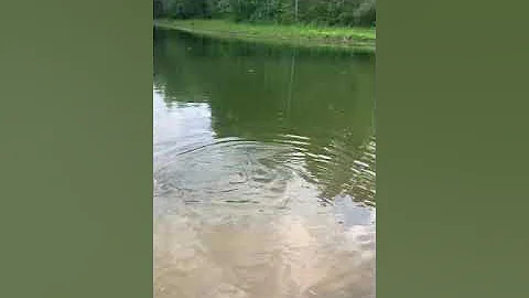 Schnauzer swim