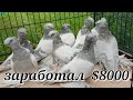 ЗАРАБОТАЛ $8000 за 24 ЧАСА. Узбекские двухчубые голуби. Tauben. Pigeons