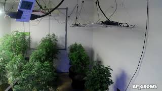 Relaxing Ambience with a Cannabis Grow