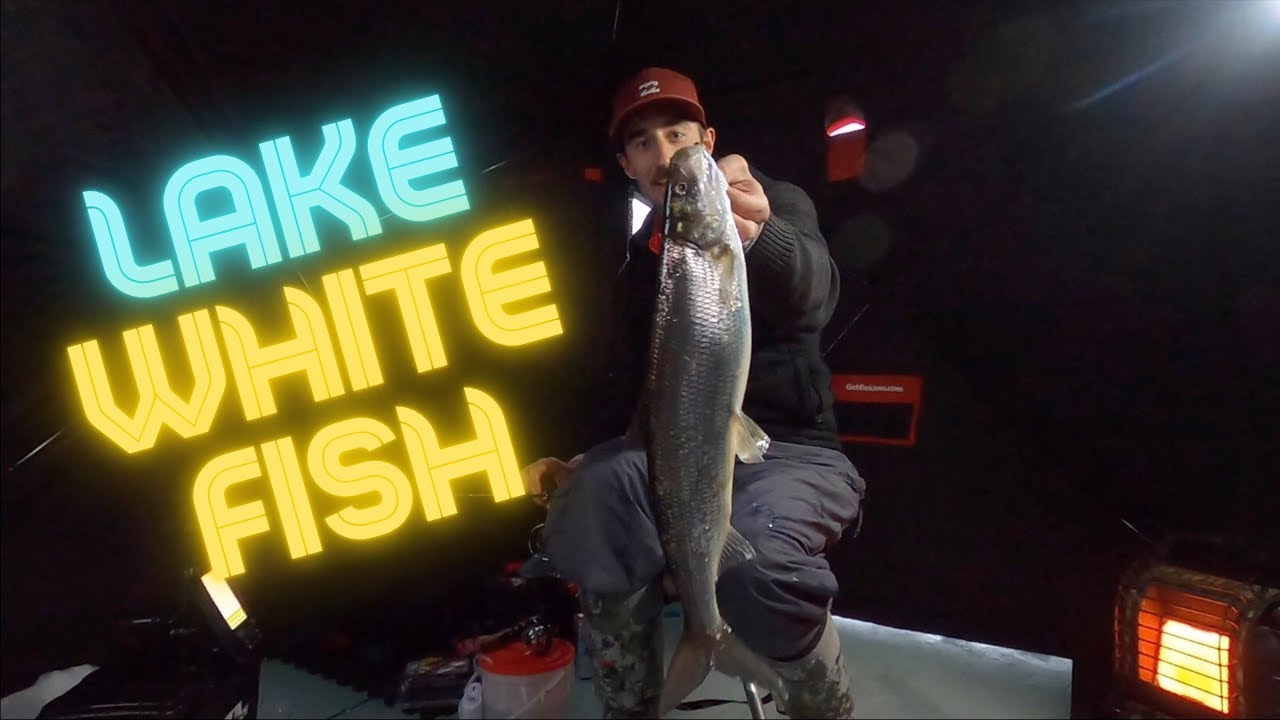 Hubbard Lake Whitefish?? YouTube