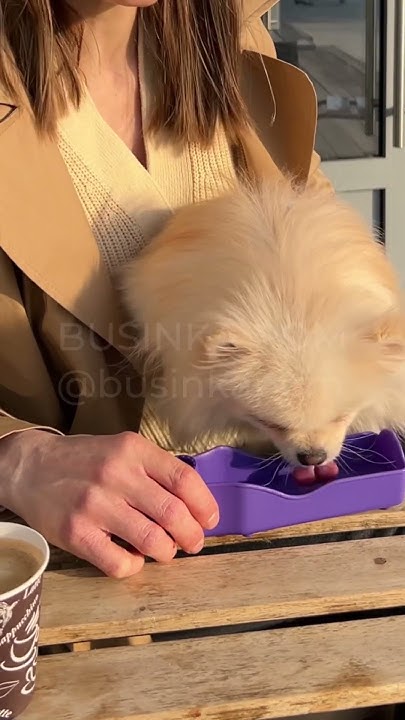 Буся #шпиц пьет воду в парке #собака #померанскийшпиц #pomeranian # ...