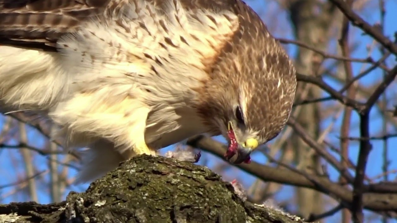 Hawk eats Dove YouTube