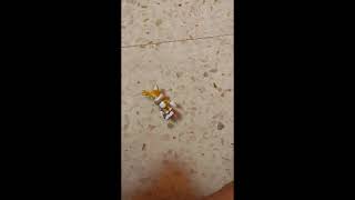 Tails Mistake Bryca Versión