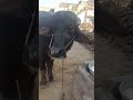 #bull #buffalo #cow #baffalo #farming