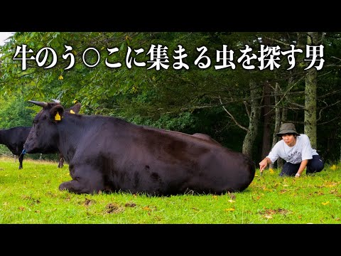 Searching for that extremely rare insect in cow poop