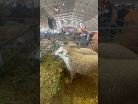 ابن الدب الخليلي بالمعرض الفلاحي بمكناس 