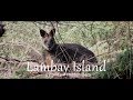 Lambay island  irelands hidden gem and wallabies
