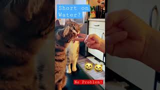 Funny Cat Feeding Method! ✌️👅😻#shorts #cat #teodor Teodor friends 😸