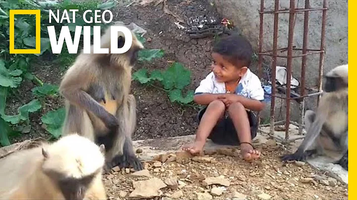 Boy and Wild Monkeys Make Unlikely Friends | Nat Geo Wild - DayDayNews