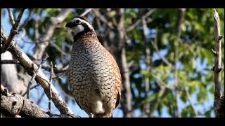 Bobwhite compilation