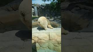 Polar Bear SeaWorld Australia by Adam Booth 183 views 2 months ago 1 minute, 8 seconds