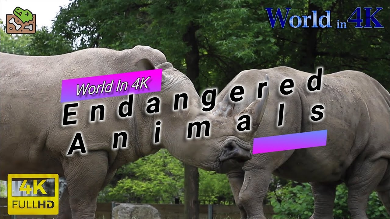 Top 10 Endangered Animals Species - YouTube