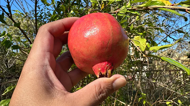 Texas Pink Pomegranate Late Crop Nov 27, 2025