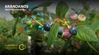 Recolección de arándanos en Lepe (Huelva)