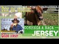 Vaca jersey - A pequena lucrativa