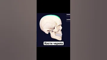 Анатомия костей черепа / Мозговой и лицевой череп / Остеология  #анатомия #shorts #мозговойчереп