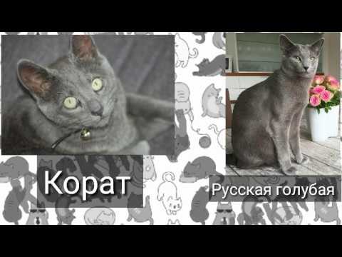 Посмотри и узнай отличия кошек корат и русской голубой кошки