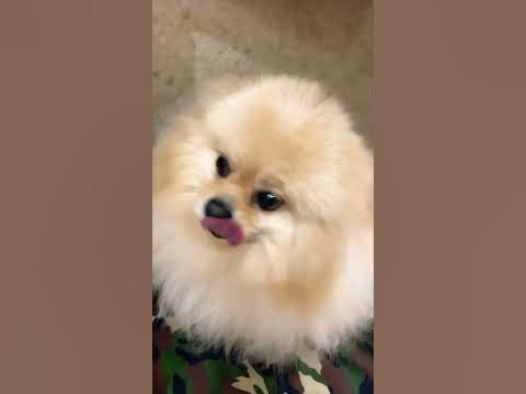 Шпиц не наведет вычесываться#шпиц #шпицуля - YouTube