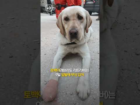 구조견들 부상투혼…멕시코 구조견은 하늘로 #shorts