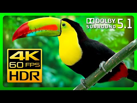 Видео: Невероятная природа в формате 4K HDR 60fps и 5.1 Dolby Surround Sound