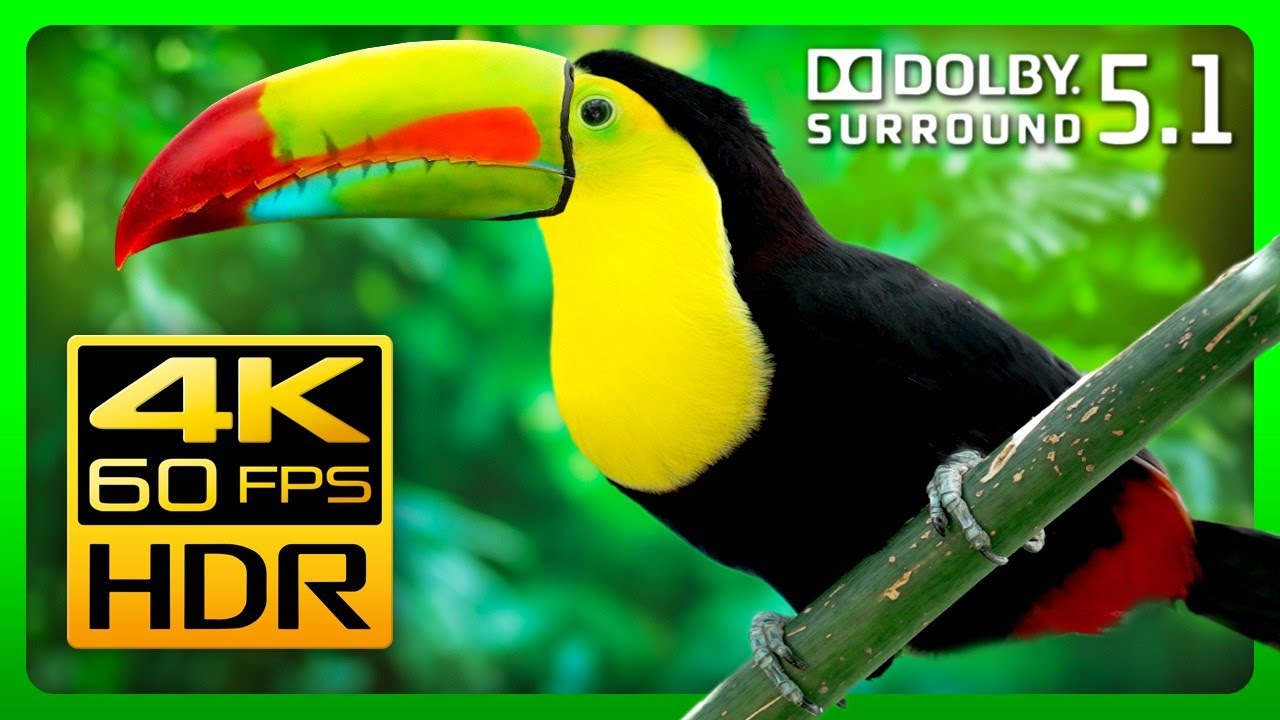 The Best Nature Colors in 4K HDR - Beautiful Tropical Animals and Relaxing  Music 