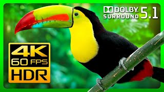 The Most Colorful Animals in Amazing 4K HDR  Relax with Nature Sounds
