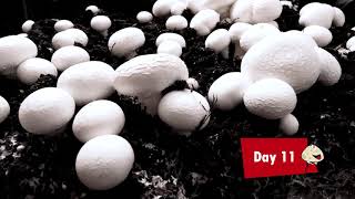 Freshgrow Documentry