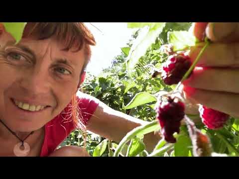 Video: Wat is Silvanberries: Inligting oor die groei van Silvanberry-vrugte