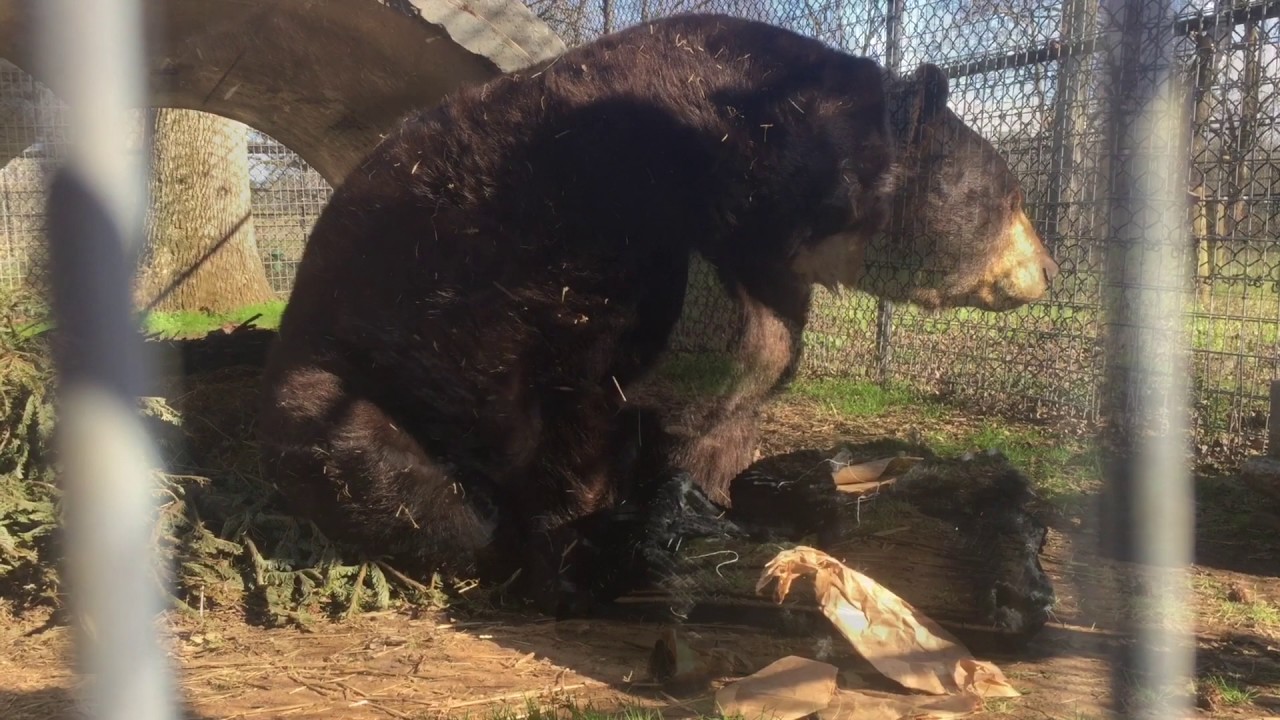 Baloo the Bear Investigates Fur from Born Free USA s Fur for the Animals Campaign