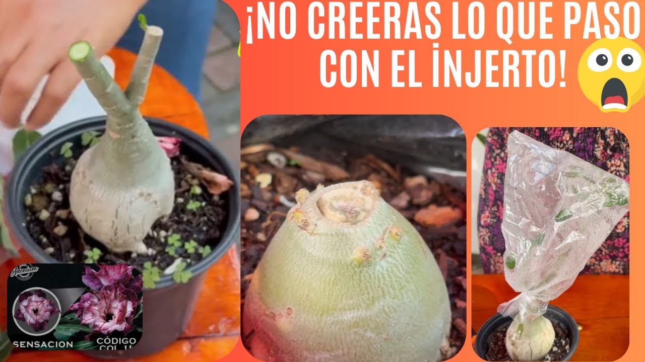 Así termino el injerto... ¿final feliz?