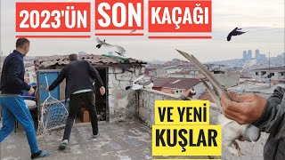 2023'ÜN SON KAÇAĞI YAMYAM GİBİ VE YENİ ALINAN HARİKA KUŞLAR