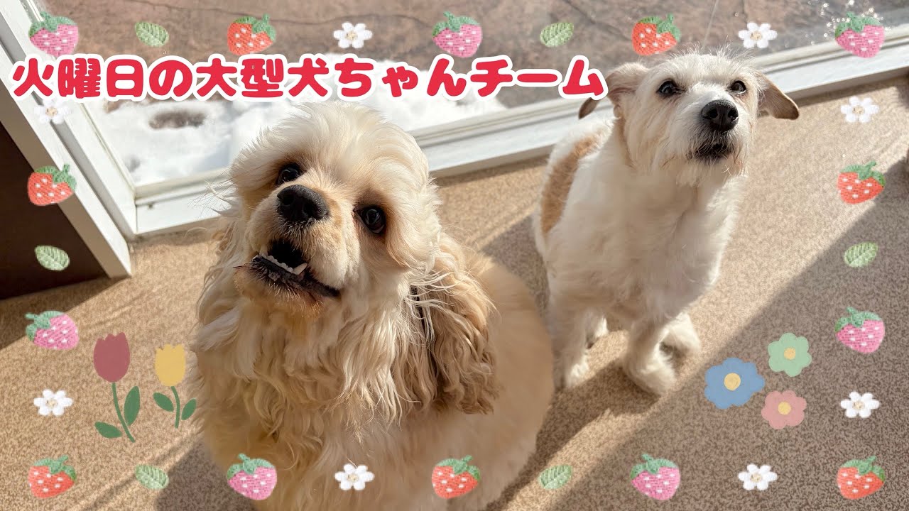 Dog Kindergarten] Shichikuyama Branch 🍓 Tuesday Small Dog Team