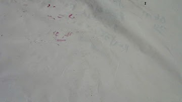 Linear Interpolation