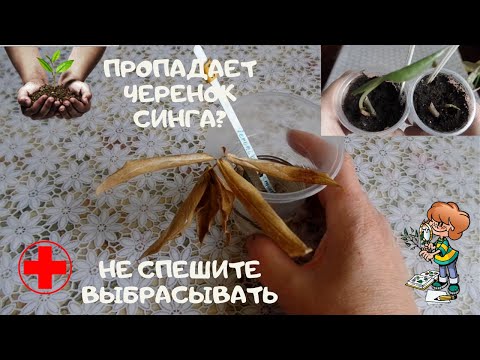 Не торопитесь выбрасывать черенок сингониума с высохшими листьями. Вы удивитесь, сколько в нем жизни
