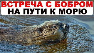 Река Кузема. Карелия. Водный поход на байдарке по Карелии в Белое море