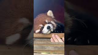 Touch The Nose Of The Little Red Panda 😍 #Cute #Animals #Pets #Redpanda #Shorts