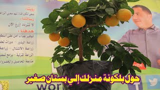كيفة زراعة البرتقال | زراعه أشجار البرتقال في البلكونة بكل سهولة | زراعة البرتقال عالم الزراعة