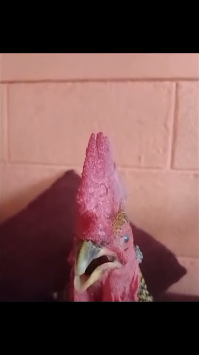 Find your dreams come true sang by chicken #shorts #meme